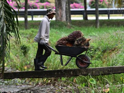 Sepang (KLIA) - Jan 20, 2021.
The Malaysian government has allowed the plantation sector to operate at a time when the Covid-19 pandemic is taking place around the world. It looks like a farm worker is doing his daily work as usual to find a piece of rice to feed his family when the Movement Control Order is launched. Photo by :  MOHD SUHAIMI MOHAMED YUSUF